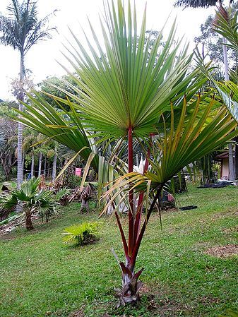 Fan palm feature plant in a lawn