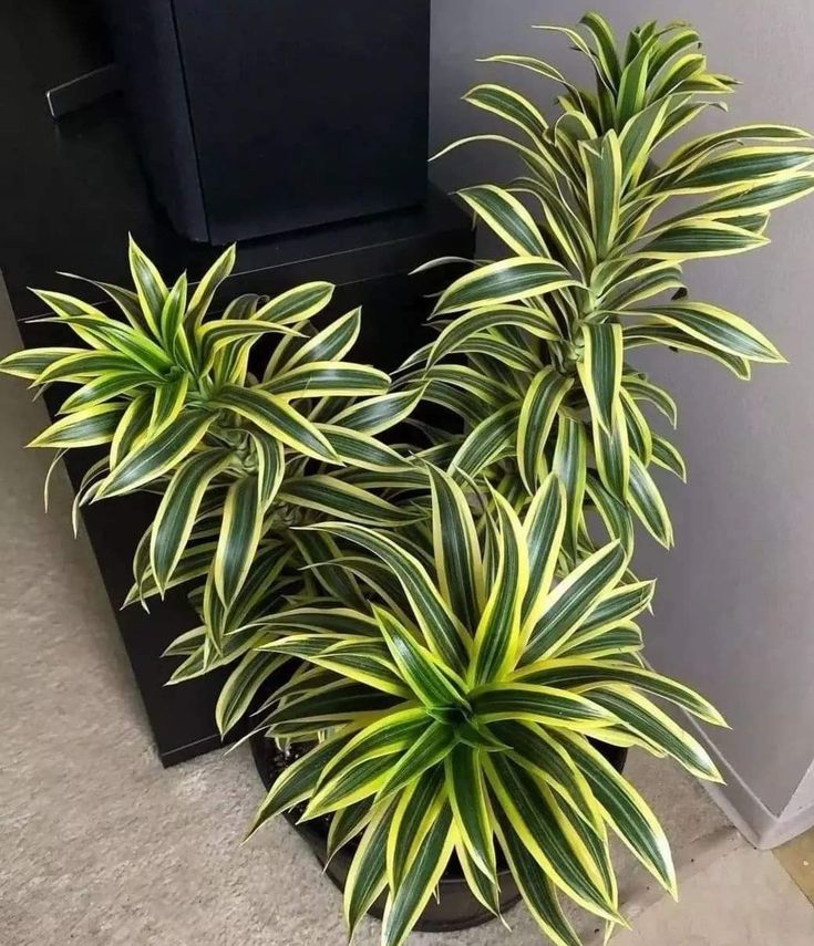 Variegated Dracaena