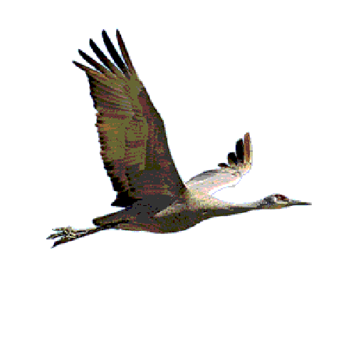 Flying crane animation